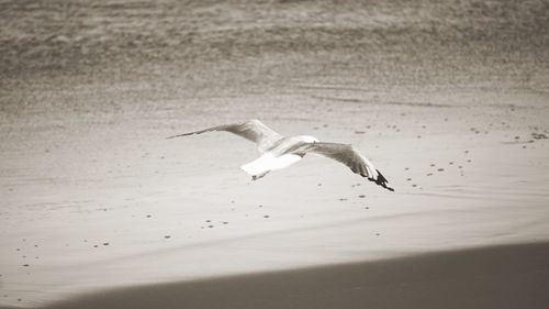 Seagulls on beach