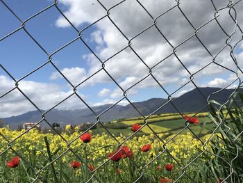 Close-up of flowering plants on field seen through chainlink fence