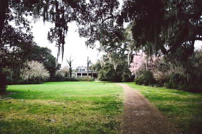 Footpath amidst trees in park