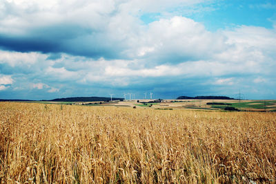 Scenic view of field against sky