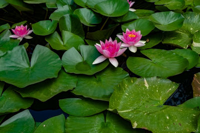 Close-up of lotus water lily