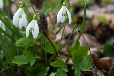 Close-up of white flowering plant