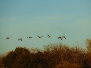 Birds flying against sky