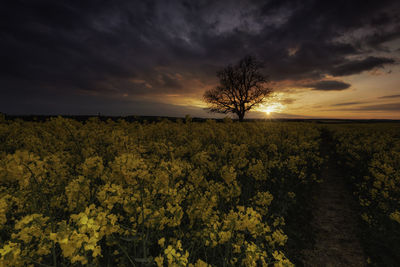 Rapeseed sunset in northamptonshire countryside