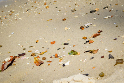 High angle view of shells on sand