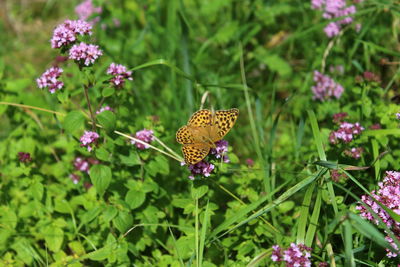 Butterfly pollinating on purple flower