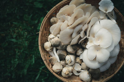 High angle view of mushrooms in basket