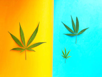 High angle view of leaves on plant