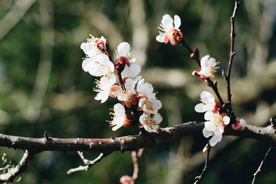 Close-up of cherry blossoms in spring