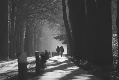 Footpath amidst trees