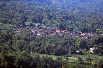 High angle view of houses and trees