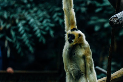 Gibbon with arms raised