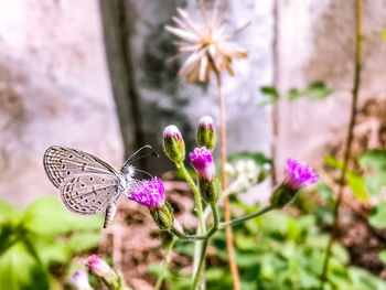 Close-up of butterfly pollinating on pink flower