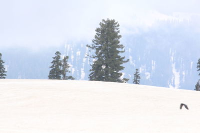 Trees on snow covered landscape against sky