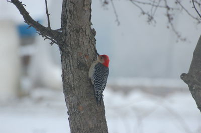 Bird perching on tree trunk