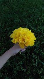 Close-up of yellow flower