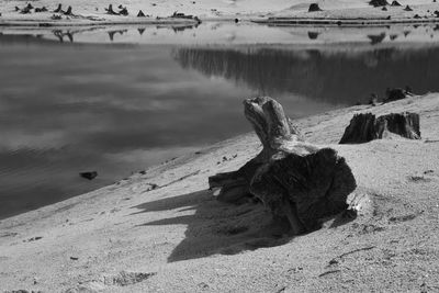 Driftwood on beach by lake