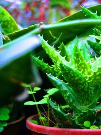 Close-up of plant