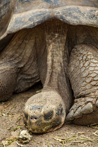 Close-up of tortoise