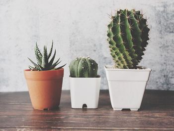 Potted plants on table