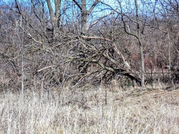 Bare trees in forest