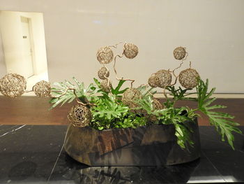 Potted plants on table at home