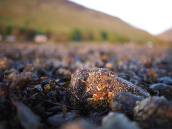 Close-up of lichen on rock