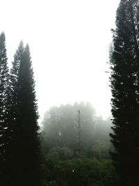 Trees in forest against clear sky