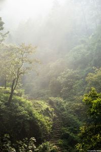 Scenic view of forest