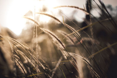 Close-up of stalks in field