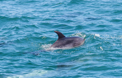 View of dolphin in sea