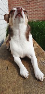 Close-up of dog looking away