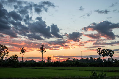 Scenic view of palm trees on field against sky at sunset