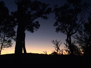 Silhouette of trees at sunset