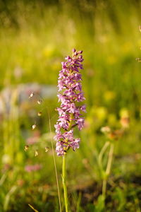 Close-up of purple flowering plant on field