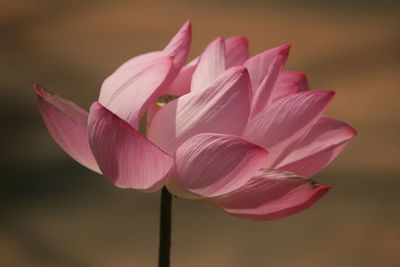 Close-up of pink lotus water lily