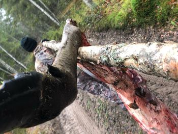 High angle view of driftwood on land