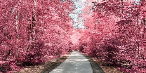 View of pink cherry blossoms on footpath