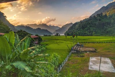 Scenic view of agricultural field against sky