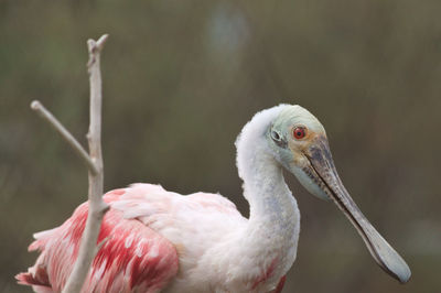 Close-up of bird