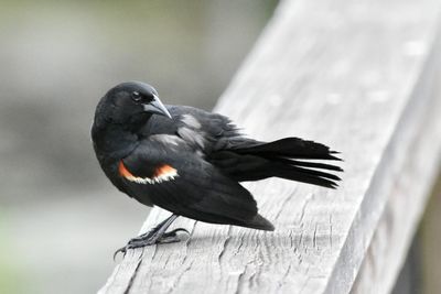 Close-up of red-winged black bird perching on railing