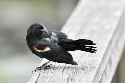 Close-up of bird perching on railing