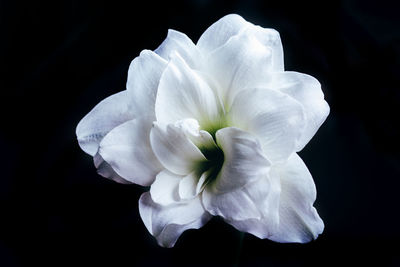 Close-up of flower against black background