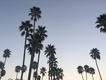 Low angle view of palm trees against clear sky