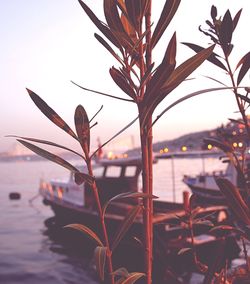 Close-up of plant growing by sea against sky