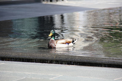 Ducks swimming in lake