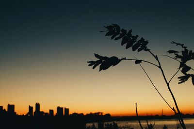 Silhouette of bird flying in sky at sunset