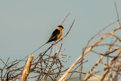 Low angle view of bird perching on branch against sky