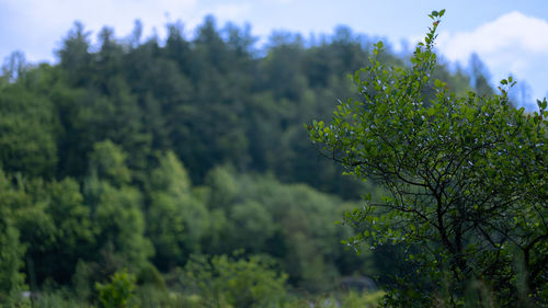 Close-up of fresh green plants