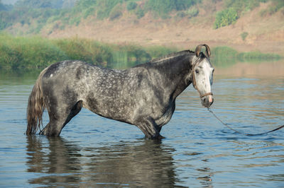 beautiful grey